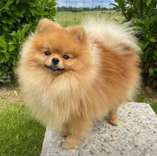 Lulu da Pomerânia macho