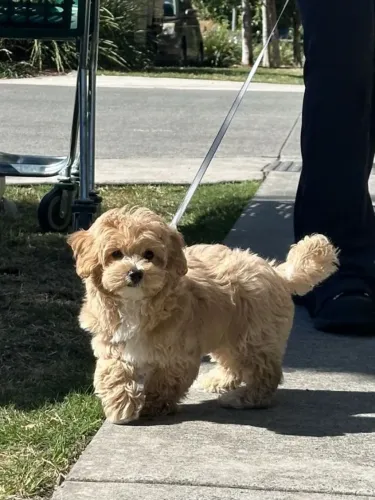 Poodle Fêmea Disponível - Última Filhotinha da Ninhada