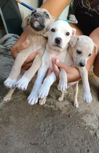 Pet  a procura  de um lar