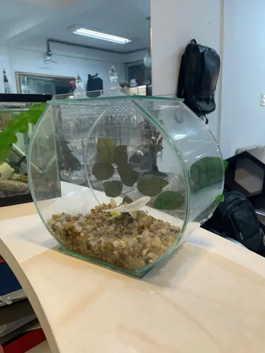 Aguario peixe