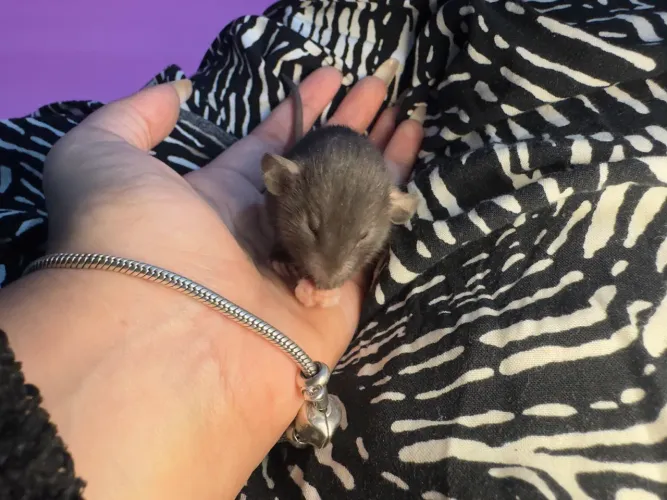 Ratinhos para pet 
