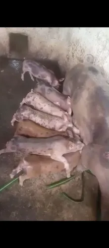 Vendesse 7  porcos piatran dalmata,250,00 Um pelo outro!
