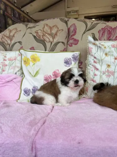 Neném shih tzu/shitzu de linhagem selecionada saudável e dócil