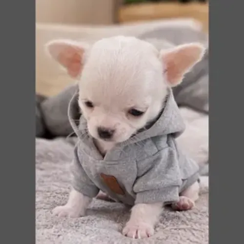 Chihuahua mini machinho