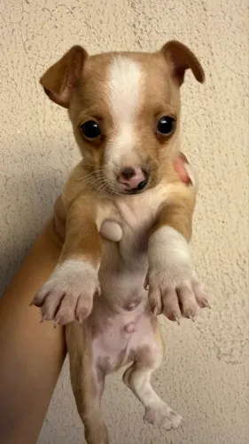 Pinscher macho