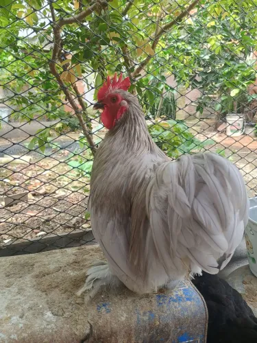 Mine cochin