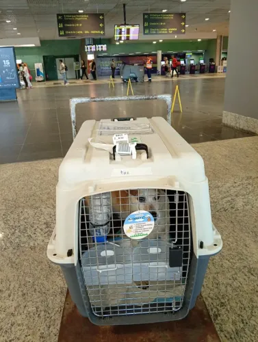 transportadora de cães 