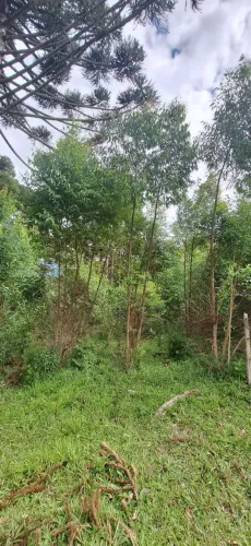 chácara no Roseira/Colombo/20 mil m²/gramada com nascentes