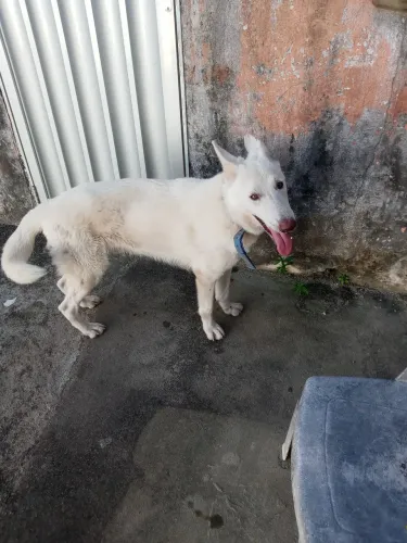 Vendo um cachorro pastor suiço