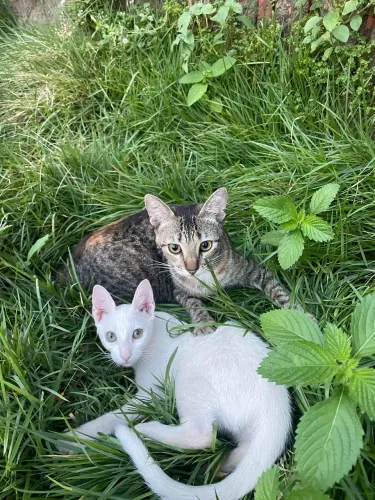 Doção de gatinhas com castração garantida