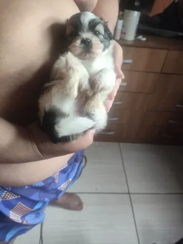 Vendo lindo filhos de shituz Macho