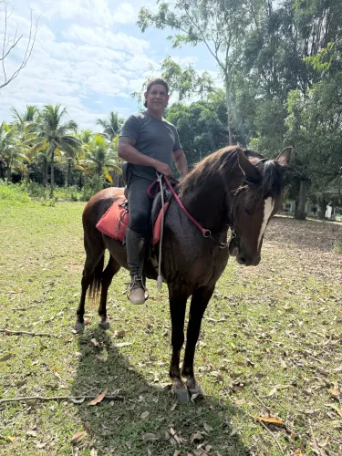 Cavalos
