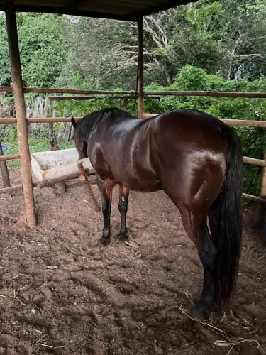 Cavalo de vaquejada a venda
