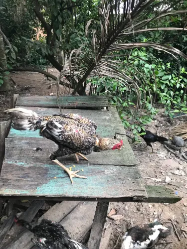 Vendo o Galo carioca