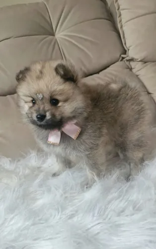 Femea lulu da pomerania