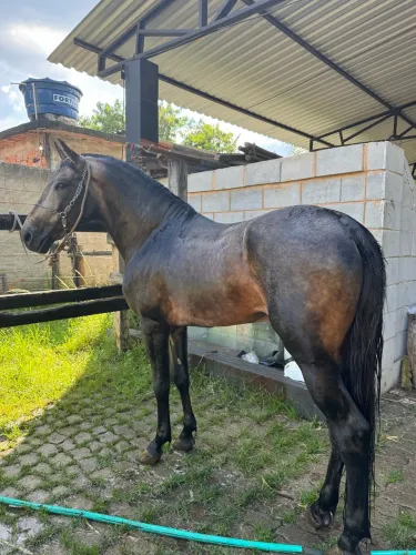 Cavalo tordilho a venda