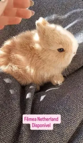 Filhote coelho Nederland Dwarf FÊMEA