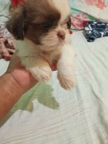 Shih tzu