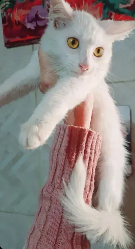 Gatinha Angora Branca 5 meses Fêmea Lindíssima