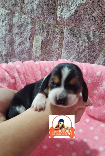 Lindos bassethound. Criação há 25 anos