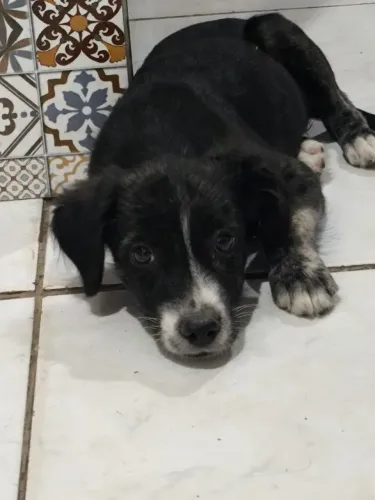 Doa-se Cachorra Fêmea