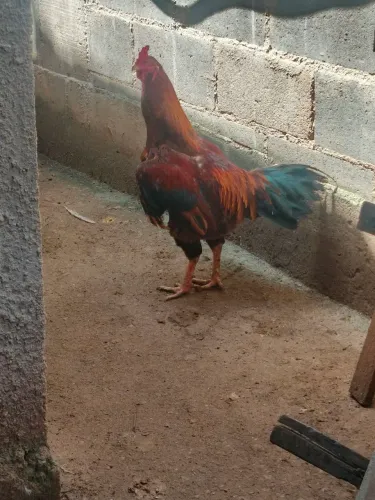 galo caipira