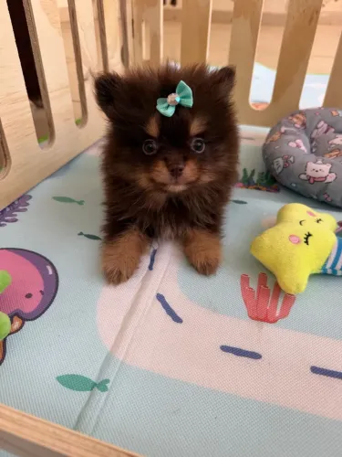 Lulu Pomerania machos