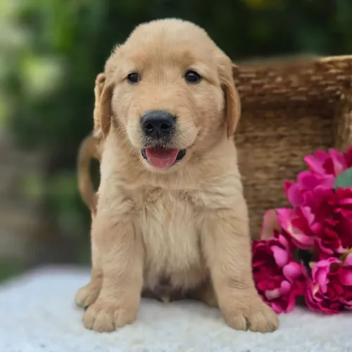 Golden Retriever: Sorriso Dourado 