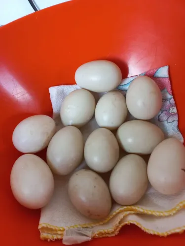 VENDE-SE OVOS de PATAS 