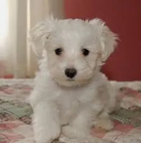 Poodle toy amigos para sempre com voce