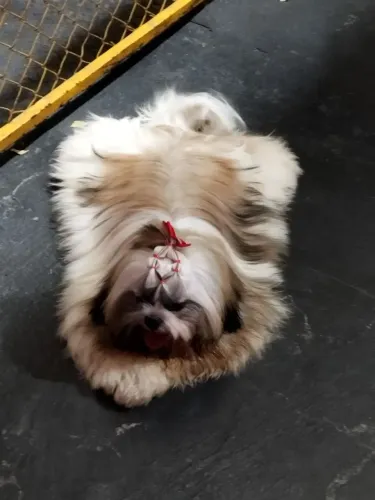 Shihtzu fêmea