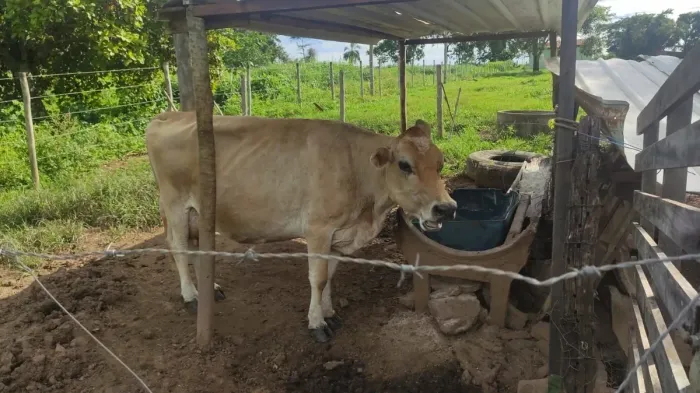 Imóvel rural, 500 m² no Zona Rural em Bela Vista de Goiás