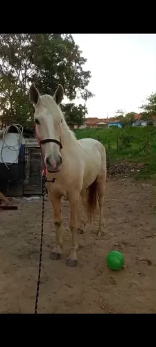 Cavalo