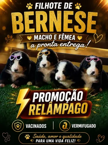 Lindos filhotes com entrega rápida