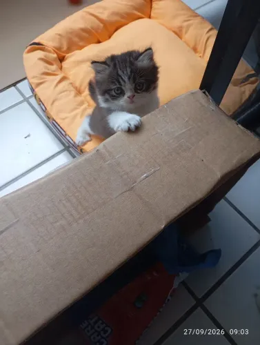 Gato persas