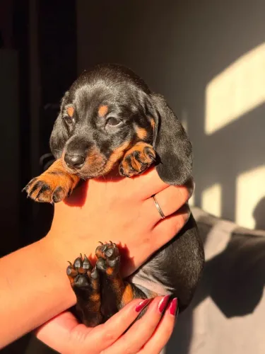 Dachshund / linguicinha