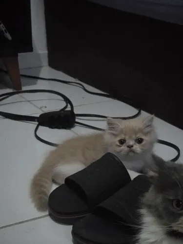 Gato persa de 2 meses 