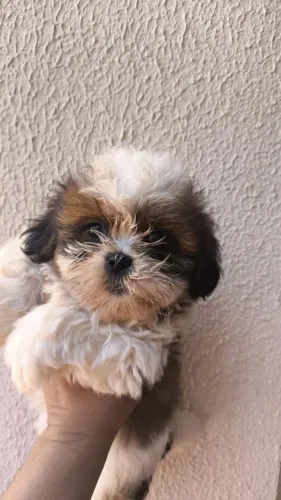 Filhote shih-tzu macho