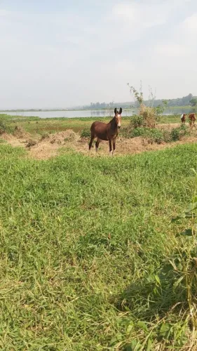 Vendo mula