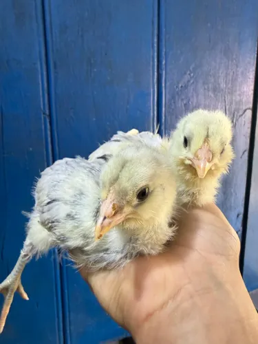 Pintinhos ameraucana splash e black 