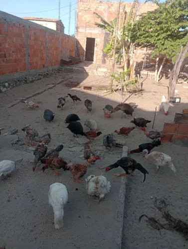 Galinha e galo