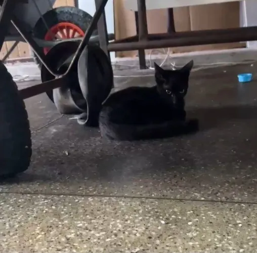 Gata filhote para a doação 