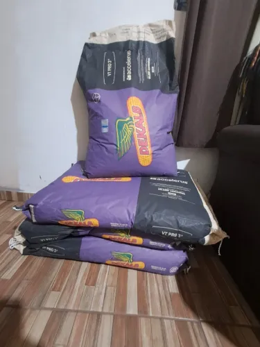 Semente de milho DKB 235 pro3 / 4 sacas 20 kg