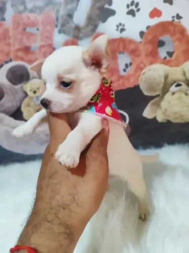 Lindo machinho Chihuahua pêlo curto disponível!