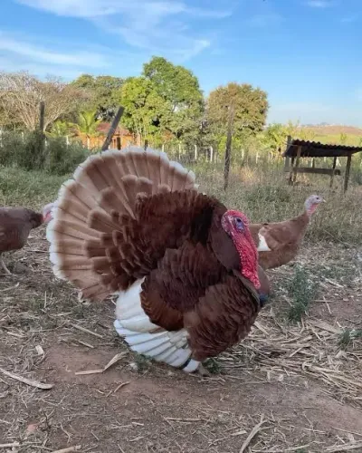 Ovos de peru 