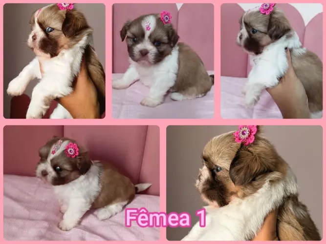 Shih tzu fêmea