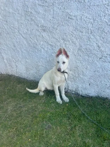 Vendo pastor branco suíço por 600
