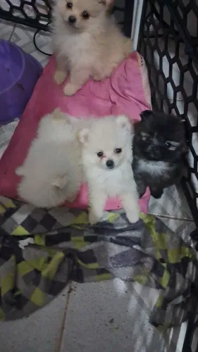 Vendo spts alemão lindos!!