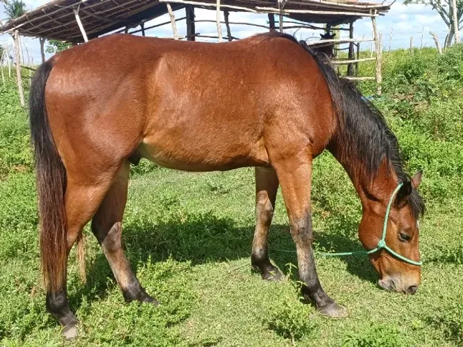 Potro Quarto de Milha 