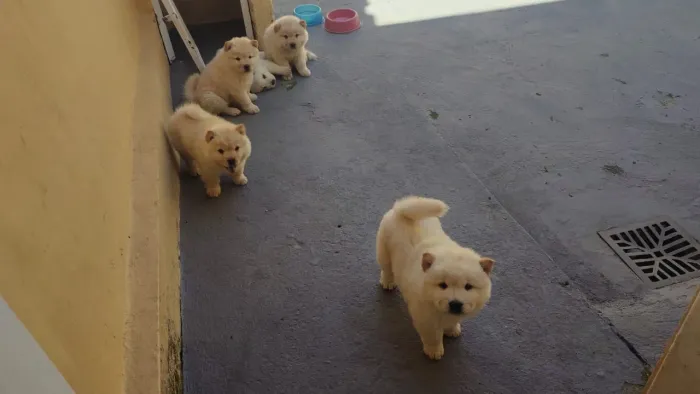 Chow Chow promoção 